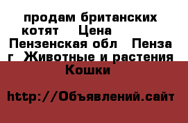 продам британских котят  › Цена ­ 2 500 - Пензенская обл., Пенза г. Животные и растения » Кошки   